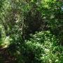 Another typical trail section. Year round moisture enables this lush growth.